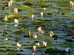FZ029289 White water-lilies (Nymphaea alba) at Bosherston lily ponds.jpg